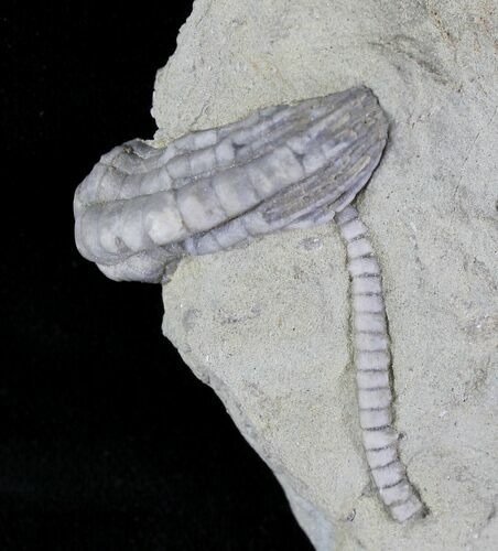 Halysiocrinus Crinoid Fossil - Crawfordsville #20840